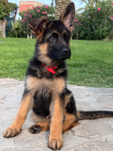 Carica l&#39;immagine nel visualizzatore di Gallery, Lettura Karmica con il tuo Famiglio + Canalizzazione PDF 🐾
