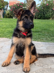 Lettura Karmica con il tuo Famiglio + Canalizzazione PDF 🐾