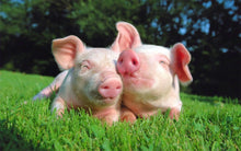 Carica l&#39;immagine nel visualizzatore di Gallery, Corso Alimentazione Vegana

